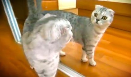 cat-mirror