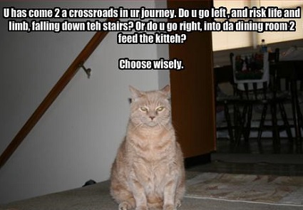 choose-wisely-cat